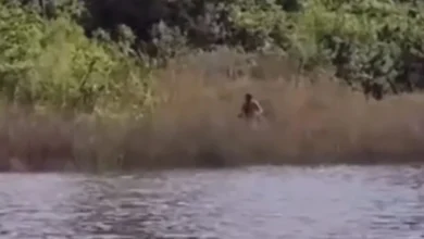 Fotos de Após ser liberado, ‘tarado’ que perseguia mulheres no Parque do Ingá e tem histórico criminal é preso pela Justiça; vídeo