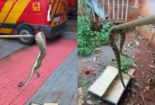 Fotos de Cobra cascavel é encontrada no quintal de casa em Maringá e assusta moradores; vídeo