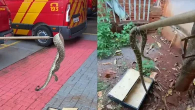 Fotos de Cobra cascavel é encontrada no quintal de casa em Maringá e assusta moradores; vídeo