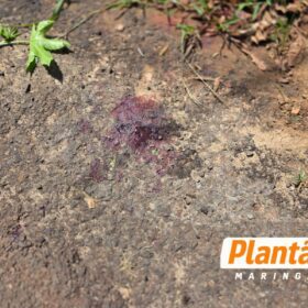 Fotos de Homem é brutalmente espancado em Sarandi e fica em estado grave