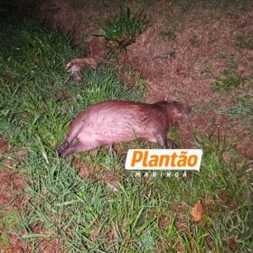 Fotos de Pai morre e filho fica ferido após carro capotar ao atropelar capivara em Maringá