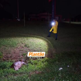 Fotos de Pai morre e filho fica ferido após carro capotar ao atropelar capivara em Maringá