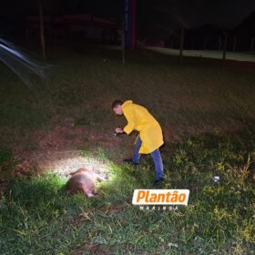 Fotos de Pai morre e filho fica ferido após carro capotar ao atropelar capivara em Maringá