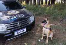 Fotos de “Cão perito” do Paraná é um dos únicos especialistas em detecção de vestígios de sangue no Brasil