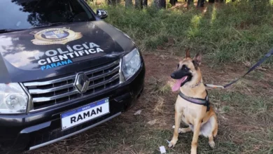 Fotos de “Cão perito” do Paraná é um dos únicos especialistas em detecção de vestígios de sangue no Brasil