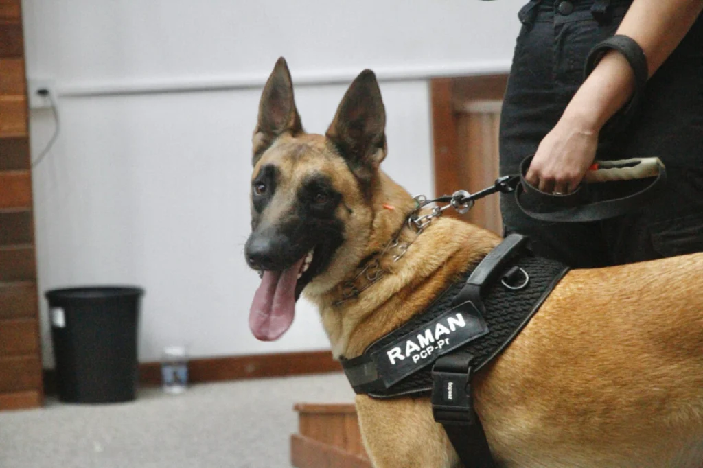 Fotos de “Cão perito” do Paraná é um dos únicos especialistas em detecção de vestígios de sangue no Brasil