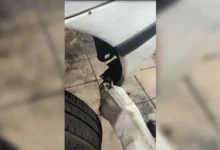 Fotos de Cobra é encontrada dentro de motor de carro em oficina da região; veja