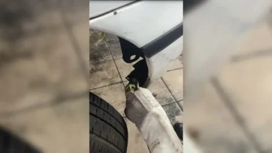 Fotos de Cobra é encontrada dentro de motor de carro em oficina da região; veja
