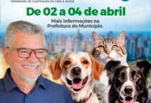 Fotos de Com apoio do deputado Delegado Jacovós, Maringá recebe 702 castrações gratuitas a partir desta quinta-feira