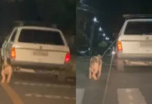 Fotos de Homem é preso após arrastar cachorro até a morte; VÍDEO