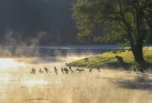 Fotos de 2.5 ºC: 19 cidades do Paraná registram a menor temperatura do ano; veja a lista