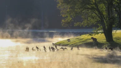 Fotos de 2.5 ºC: 19 cidades do Paraná registram a menor temperatura do ano; veja a lista