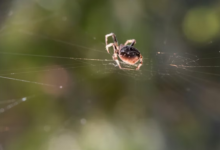 Fotos de HU registra quase 200 ataques de aranhas em 2025