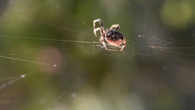 Fotos de HU registra quase 200 ataques de aranhas em 2025