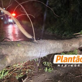 Motociclista fica preso por 30 minutos após árvore cair sobre ele durante forte vento em Maringá; Vídeo Foto 5 Fotos de Motociclista fica preso por 30 minutos após árvore cair sobre ele durante forte vento em Maringá; Vídeo