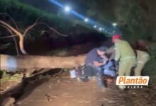 Fotos de Motociclista fica preso por 30 minutos após árvore cair sobre ele durante forte vento em Maringá; Vídeo