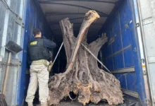 Fotos de Oliveiras centenárias de origem estrangeira são apreendidas em Maringá; vídeo