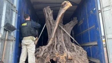 Fotos de Oliveiras centenárias de origem estrangeira são apreendidas em Maringá; vídeo