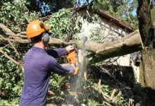 Fotos de Prefeitura Maringá reabre licitação de R$ 80 milhões para poda e remoção de árvores; veja o que prevê o novo edital
