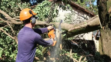 Fotos de Prefeitura Maringá reabre licitação de R$ 80 milhões para poda e remoção de árvores; veja o que prevê o novo edital