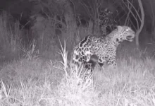 Fotos de Vídeo: Veja o que se sabe sobre a onça-pintada que está circulando na região de Maringá e intriga moradores após ataques na zona rural