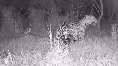 Fotos de Vídeo: Veja o que se sabe sobre a onça-pintada que está circulando na região de Maringá e intriga moradores após ataques na zona rural