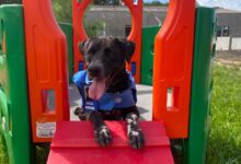 Fotos de Prefeitura promove conscientização sobre bem-estar animal com participação do cão servidor Joca em escola de Maringá