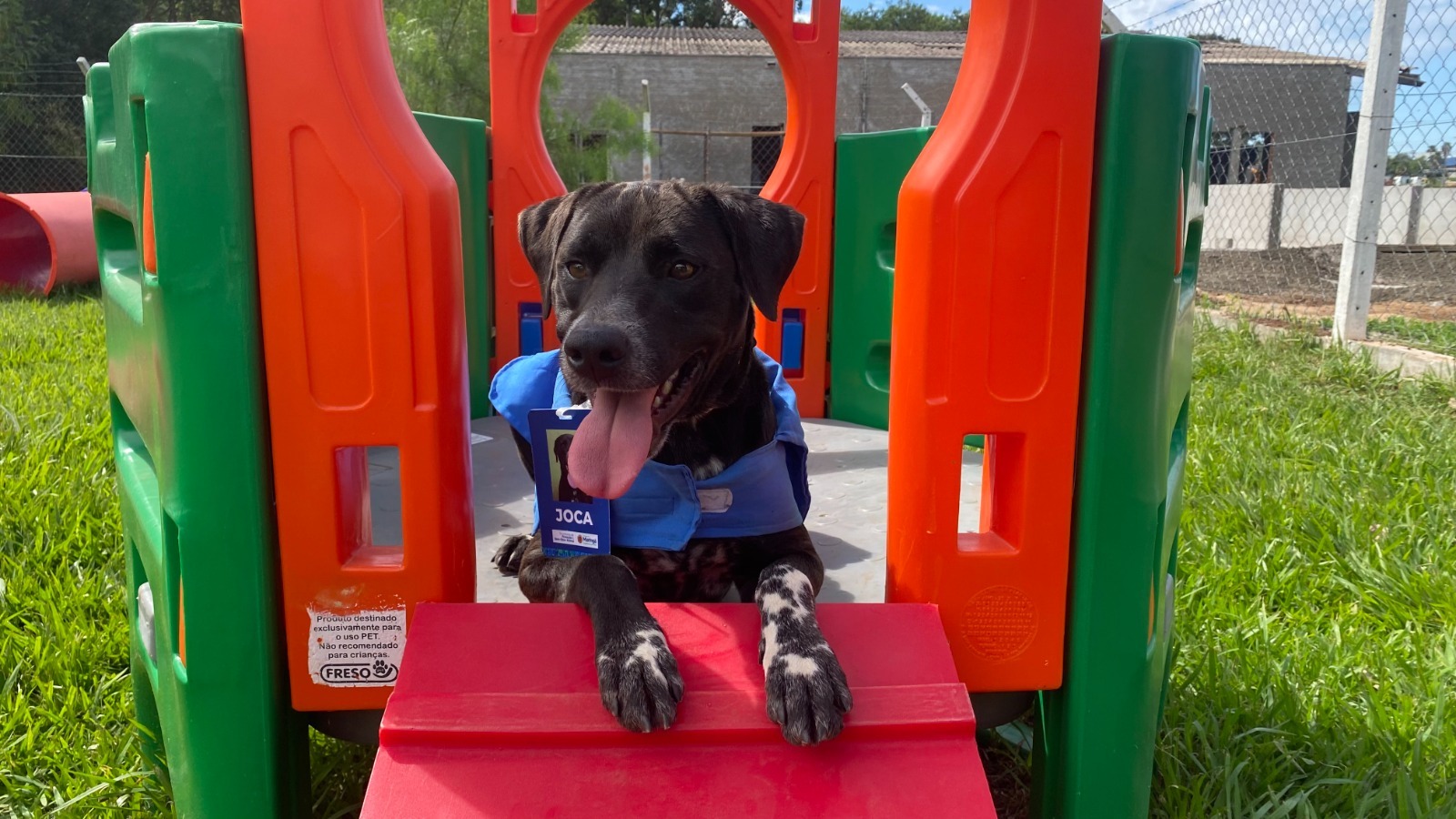 Fotos de Prefeitura promove conscientização sobre bem-estar animal com participação do cão servidor Joca em escola de Maringá