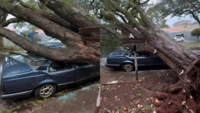 Fotos de Árvore de grande porte cai sobre carro durante vendaval e interdita avenida em Maringá