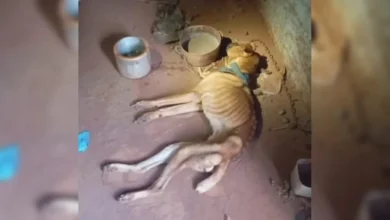Fotos de Cão resgatado com desnutrição severa morre no Paraná; tutor é preso