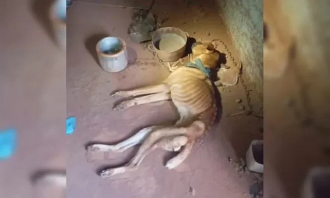 Fotos de Cão resgatado com desnutrição severa morre no Paraná; tutor é preso