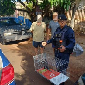 Fotos de GCM de Maringá através da Patrulha Ambiental resgata animal silvestre no Conjunto Cidade Alta*