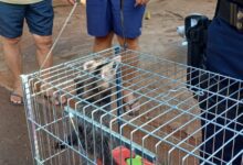 Fotos de GCM de Maringá através da Patrulha Ambiental resgata animal silvestre no Conjunto Cidade Alta*