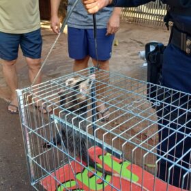 Fotos de GCM de Maringá através da Patrulha Ambiental resgata animal silvestre no Conjunto Cidade Alta*