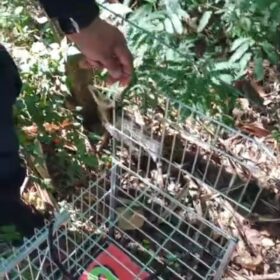 Fotos de GCM de Maringá através da Patrulha Ambiental resgata animal silvestre no Conjunto Cidade Alta*