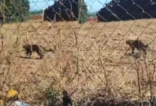 Fotos de Onça é flagrada caminhando perto de empresa em Marialva; vídeo mostra animal circulando tranquilamente