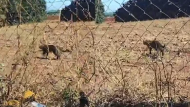 Fotos de Onça é flagrada caminhando perto de empresa em Marialva; vídeo mostra animal circulando tranquilamente