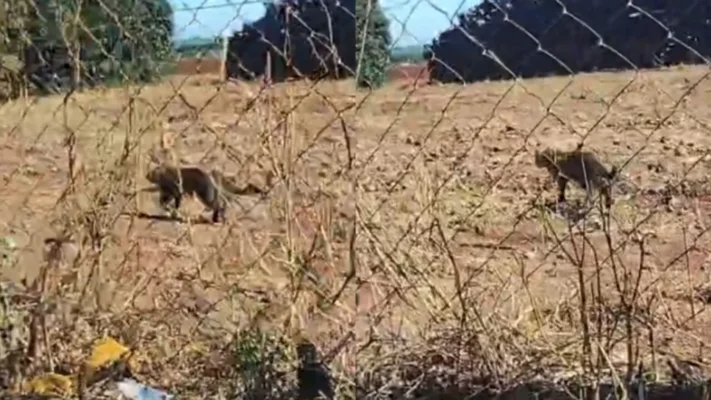 Fotos de Onça é flagrada caminhando perto de empresa em Marialva; vídeo mostra animal circulando tranquilamente