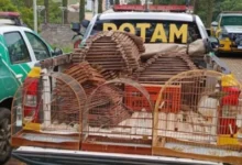 Fotos de Operação da Polícia Ambiental apreende 22 aves e aplica R$ 25 mil em multas em Maringá e Sarandi