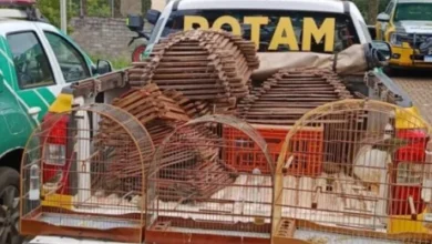 Fotos de Operação da Polícia Ambiental apreende 22 aves e aplica R$ 25 mil em multas em Maringá e Sarandi