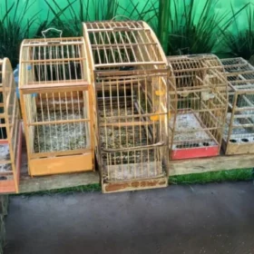 Operação da Polícia Ambiental apreende 22 aves e aplica R$ 25 mil em multas em Maringá e Sarandi Foto 1 Fotos de Operação da Polícia Ambiental apreende 22 aves e aplica R$ 25 mil em multas em Maringá e Sarandi