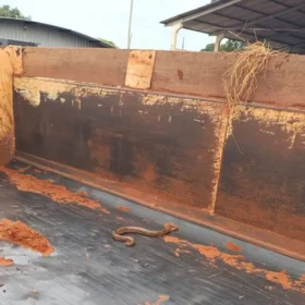 Cobra é encontrada na caçamba de caminhão na região Foto 2 Fotos de Cobra é encontrada na caçamba de caminhão na região