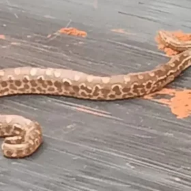 Cobra é encontrada na caçamba de caminhão na região Foto 1 Fotos de Cobra é encontrada na caçamba de caminhão na região