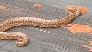 Fotos de Cobra é encontrada na caçamba de caminhão na região