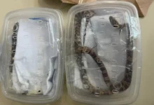 Fotos de Cobras são apreendidas vivas em encomenda nos Correios no Paraná