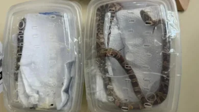 Fotos de Cobras são apreendidas vivas em encomenda nos Correios no Paraná