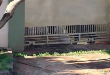 Fotos de Idosa é atacada pelos próprios cães dentro de casa e fica gravemente ferida em Sarandi