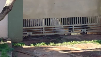 Fotos de Idosa é atacada pelos próprios cães dentro de casa e fica gravemente ferida em Sarandi