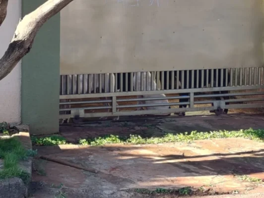 Idosa é atacada pelos próprios cães dentro de casa e fica gravemente ferida em Sarandi Foto 1 Fotos de Idosa é atacada pelos próprios cães dentro de casa e fica gravemente ferida em Sarandi