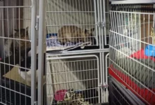 Fotos de Ministério Público determina retirada de 140 gatos de residência em Maringá após denúncias de maus-tratos; vídeo